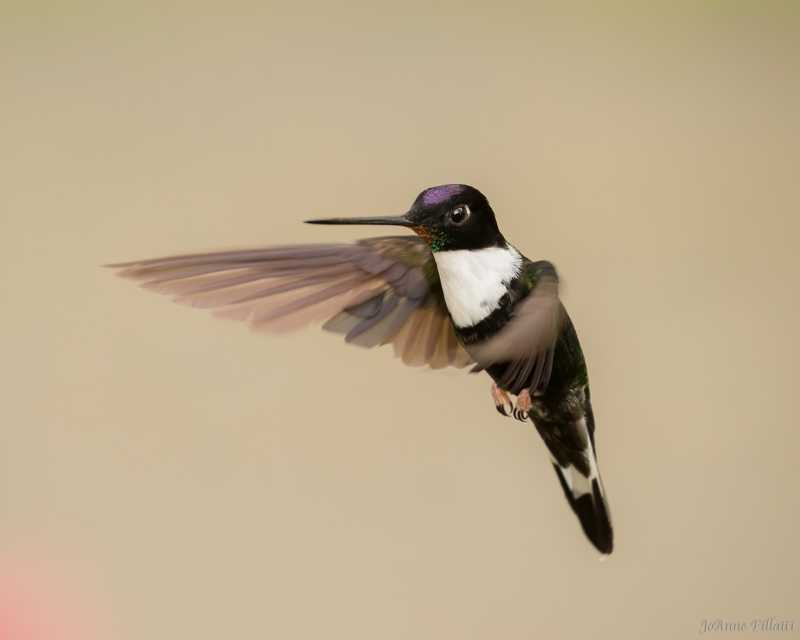 bird of colombia image 18